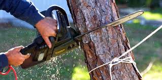 Best Tree Removal  in Locust Grove, OK