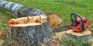 Best Storm Damage Tree Cleanup  in Locust Grove, OK