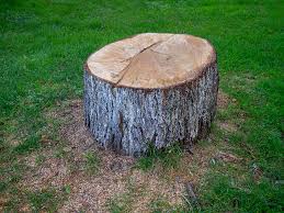 Best Tree Preservation Services  in Locust Grove, OK