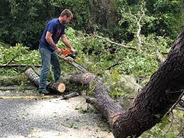 Best Tree Cabling and Bracing  in Locust Grove, OK