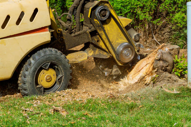 Best Lawn Renovation and Restoration  in Locust Grove, OK