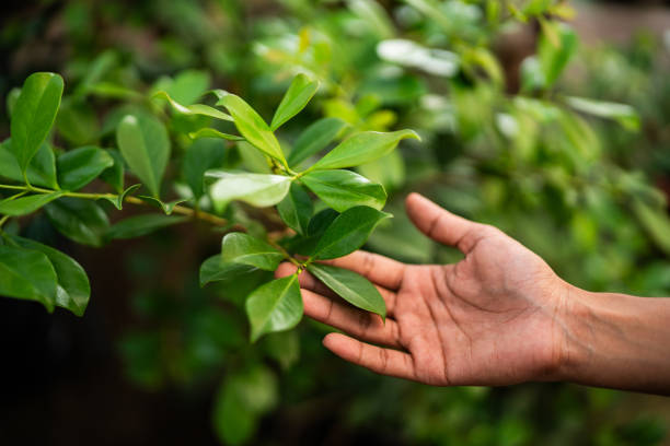 How Our Tree Care Process Works  in  Locust Grove, OK