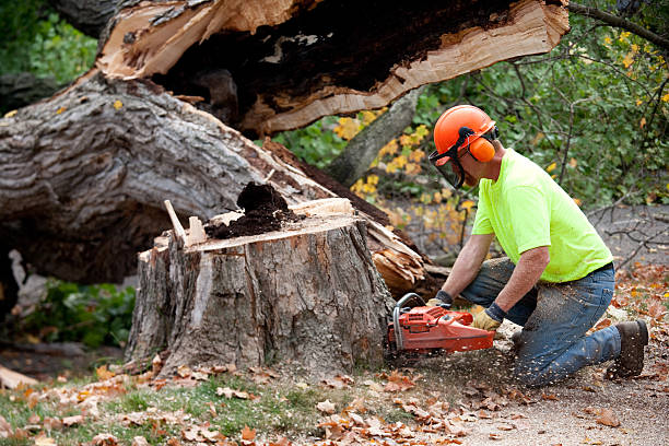 Best Arborist Consultation Services  in Locust Grove, OK