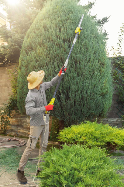  Locust Grove, OK Tree Services Pros