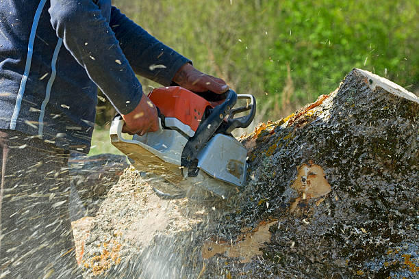 Best Lawn Watering Services  in Locust Grove, OK