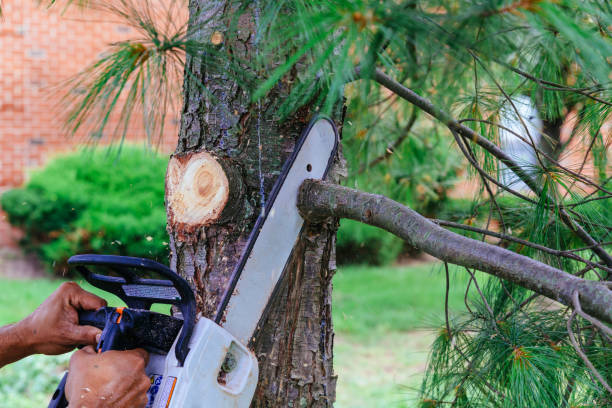 Best Root Management and Removal  in Locust Grove, OK